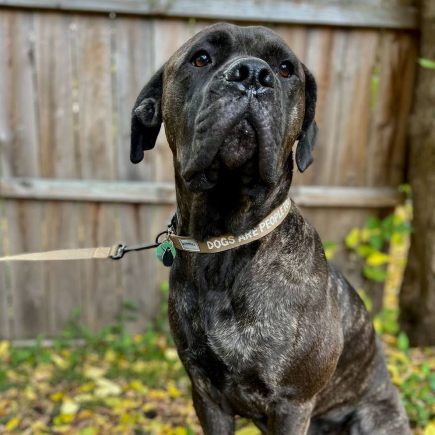 hundhalsband (jaf26691-176) 08XP271 sepia nyans Merrell