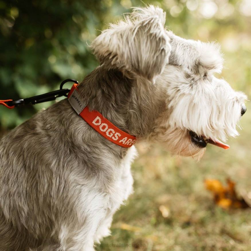 hundhalsband (jaf26691-629) 08XP267 poinciana Merrell